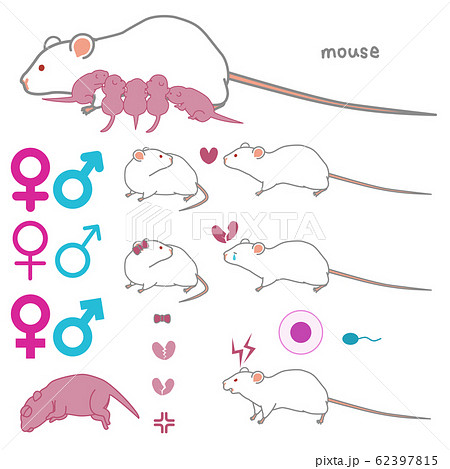 実験用マウス 鼠のイラスト素材