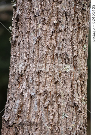 コナラ 樹皮 雑木林 テクスチャの写真素材