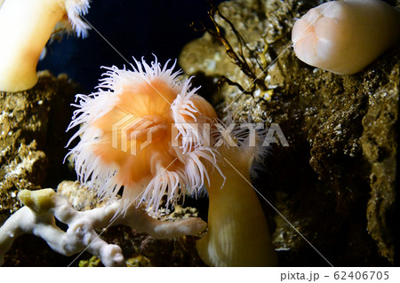 いそぎんちゃく 磯巾着 イソギンチャク 海底の写真素材