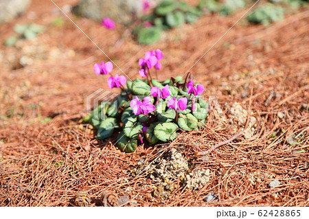 篝火花の写真素材