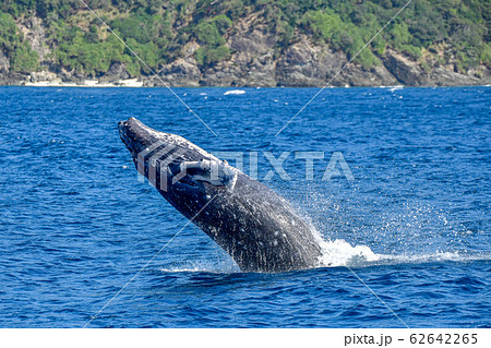 クジラのジャンプの写真素材