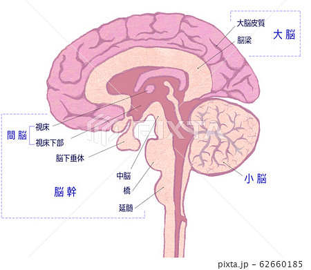 脳 視床下部 脳下垂体 大脳のイラスト素材