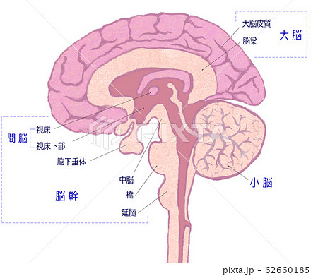 大脳のイラスト素材