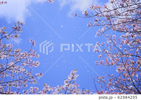 はなふぶきの写真素材 はなふぶきの写真素材