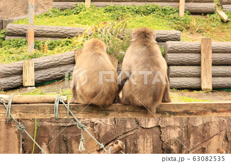 日本猿 ニホンザル 猿 後ろ姿の写真素材