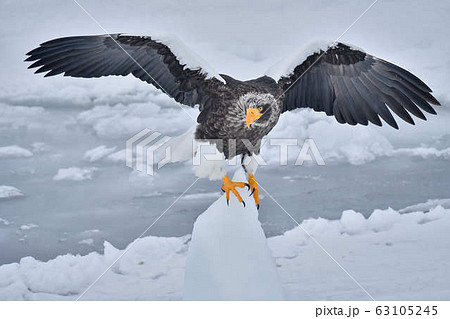 勇ましい 動物の写真素材