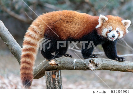 レッサーパンダ かわいい 動物の写真素材