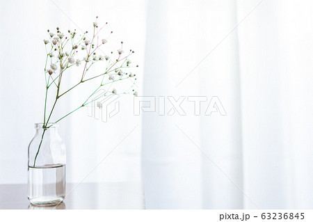 かすみ草 かすみそう 花 花瓶の写真素材