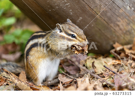 リス 秋 秋イメージ 動物の写真素材 リス 秋 秋イメージ 動物の写真素材