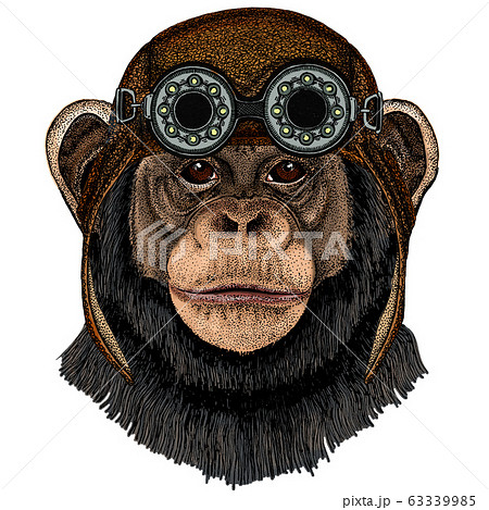チンパンジーのイラスト素材集 ピクスタ