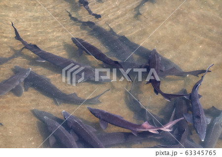 サメの卵 海の写真素材