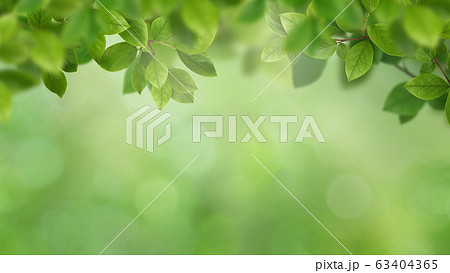 森 森林のイラスト素材集 Pixta ピクスタ