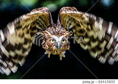 マレーウオミミズクの写真素材