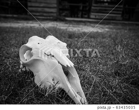 骨 ヤギ 頭蓋骨 動物の写真素材
