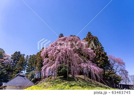 しだれ桜の写真素材