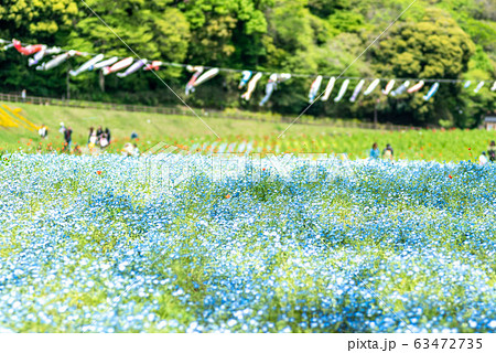 ネモフィラ 花 壁紙 ブルーの写真素材