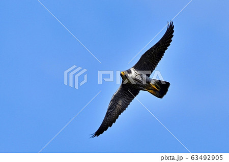 ハヤブサ 自然 鳥 かっこいいの写真素材