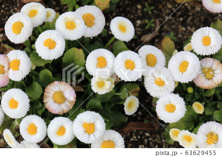 イタリアの国花の写真素材