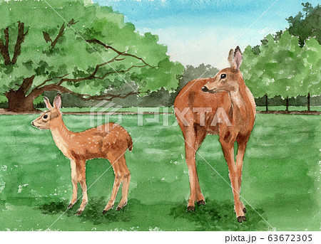奈良公園 鹿のイラスト素材 Pixta