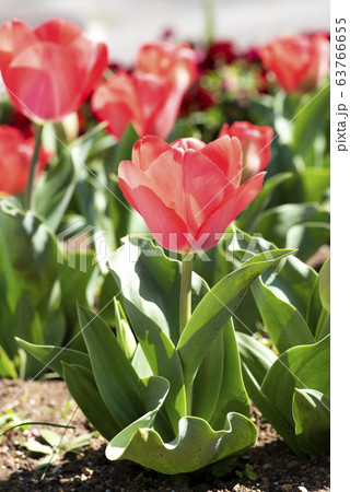 チューリップの花の写真素材