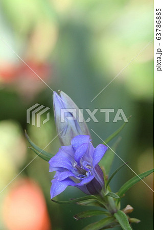 笹竜胆 植物 花の写真素材