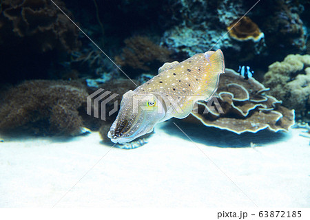 イカ 沖縄 水槽 美ら海水族館の写真素材