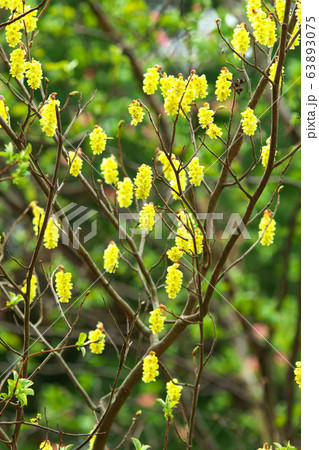 黄色い小さな花の写真素材