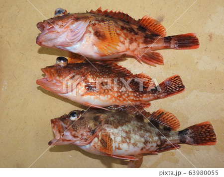 ムラソイ カサゴ メバル クロソイの写真素材