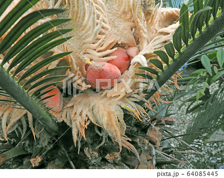 蘇鉄の実の写真素材