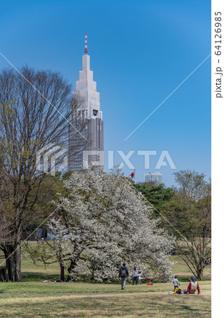 明治神宮 芝生広場の写真素材