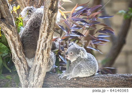 コアラ 食事 食べる ユーカリの写真素材