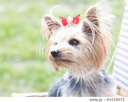ヨークシャテリア ヨーキー 犬 横顔の写真素材