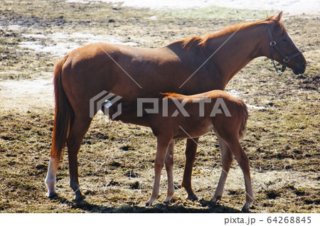 妊娠馬の写真素材