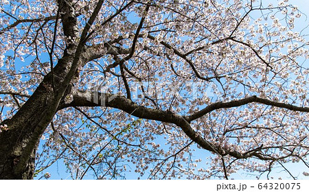 桜の幹 白い幹 美しい桜 ソメイヨシノの写真素材