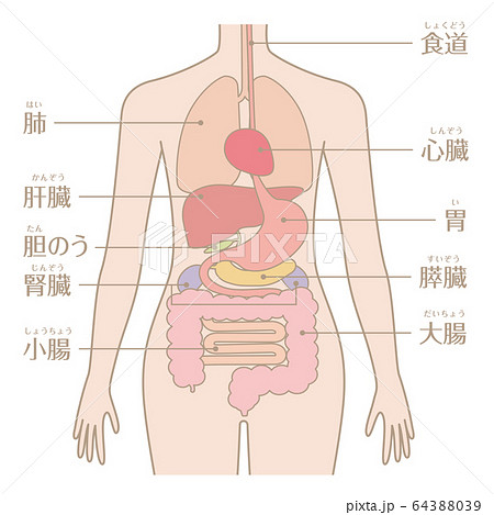 人体図のイラスト素材