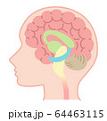 脳の断面図のイラスト素材