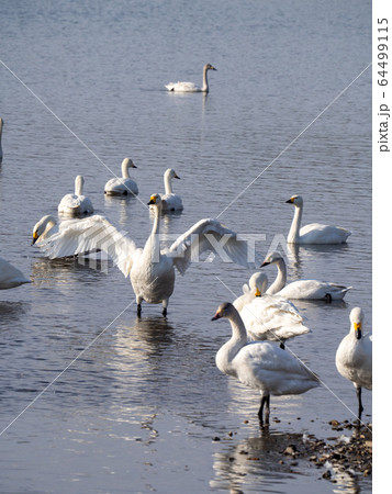 羽ばたき 水鳥の写真素材