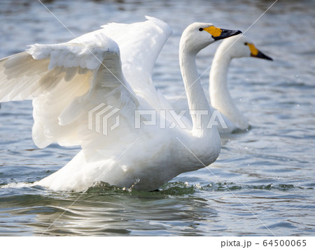 白鳥 コハクチョウ 鳥 羽ばたきの写真素材