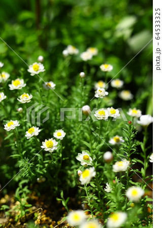 ヘリクリサム 白色 花かんざし 花畑の写真素材