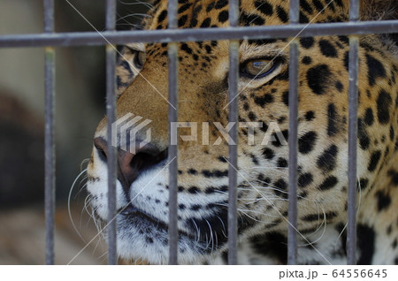 ジャガー アップ 動物 顔の写真素材