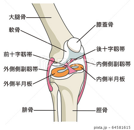 前十字靱帯のイラスト素材