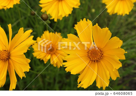 大金鶏菊 コスモスに似た花 オオキンケイギクの写真素材