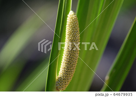 肉穂花序の写真素材