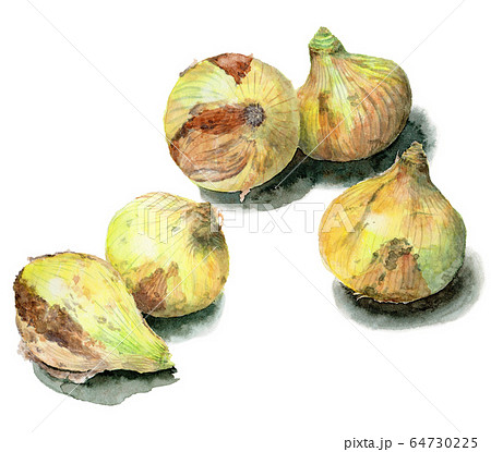 水彩画「玉ねぎ」 maxresdefault.jpg
