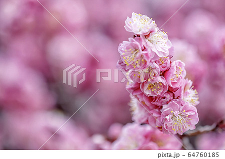 ピンクの花の写真素材