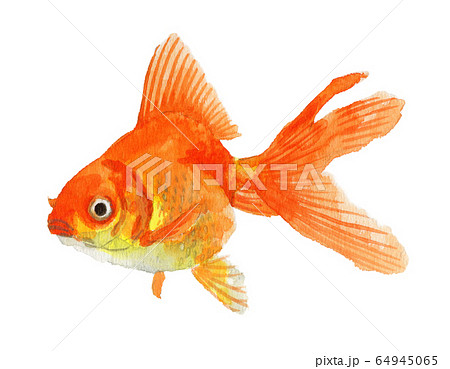 金魚 魚 水彩 きれいのイラスト素材