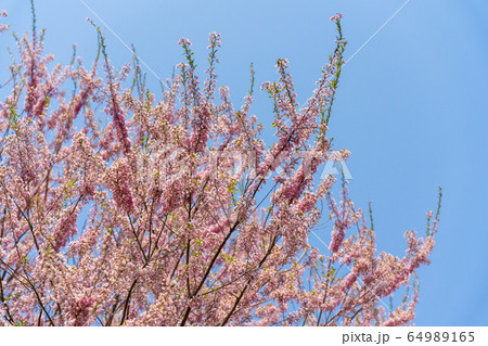 彼岸桜の写真素材