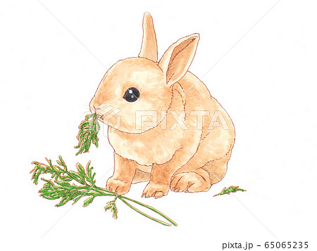 うさぎ 動物 ウサギ リアルのイラスト素材 Pixta