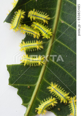 昆虫 芋虫 幼虫 怖いの写真素材