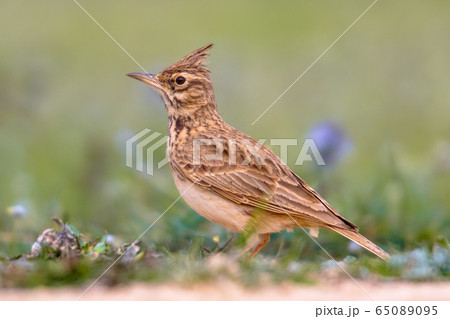 ヒバリ 鳥 ひばり とさかのあるの写真素材